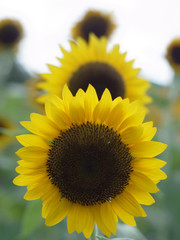 ひまわり,ヒマワリ,向日葵,sunflower