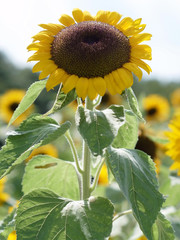 ひまわり,ヒマワリ,向日葵,sunflower