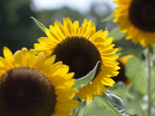 ひまわり,ヒマワリ,向日葵,sunflower