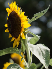ひまわり,ヒマワリ,向日葵,sunflower