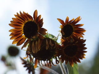 ひまわり,ヒマワリ,向日葵,sunflower