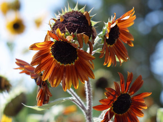 ひまわり,ヒマワリ,向日葵,sunflower