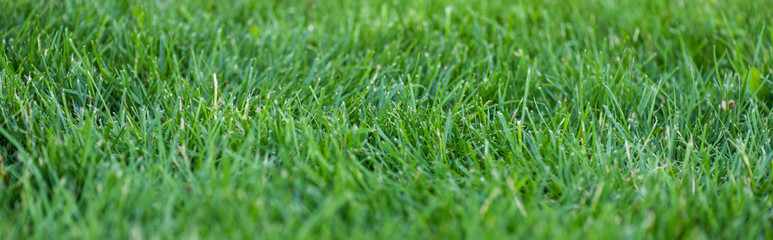 Panoramic shot of green grass on meadow