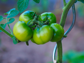 Grüne Tomaten am Strauch, die nur noch rot zu werden brauchen