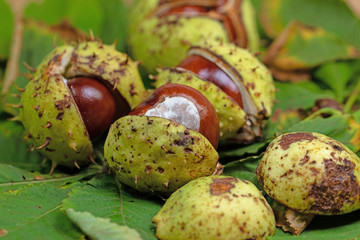 Rosskastanien, Aesculus hippocastanum, in einer Nahaufnahme