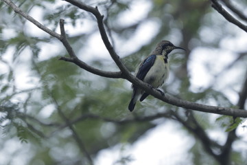 Humming bird on the branch