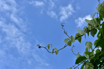 Bush grape or three-leaved wild vine cayratia (Cayratia trifolia) liana ivy plant bush, nature frame jungle border with a blue sky and white clouds as a background