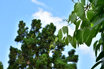 Bush grape or three-leaved wild vine cayratia (Cayratia trifolia) liana ivy plant bush, nature frame jungle border with a blue sky and white clouds as a background