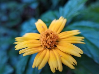 yellow flower in the garden