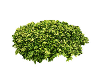 Obraz premium green tree isolated on white background