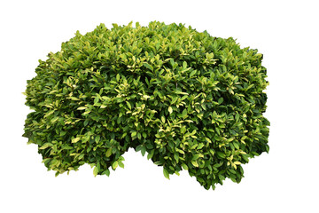 green leaf isolated on white background