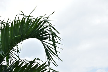 Tropical palm leaf foliage plant isolated on white background