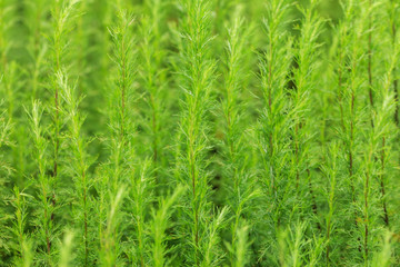 artemisia plant in the field