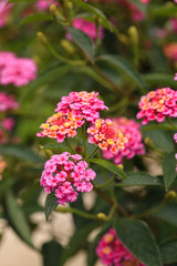 Lantana camara  flowers in the garden