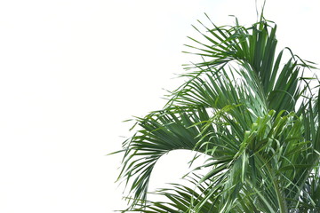 Tropical palm leaf foliage plant isolated on white background