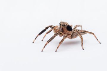 spider on a white background