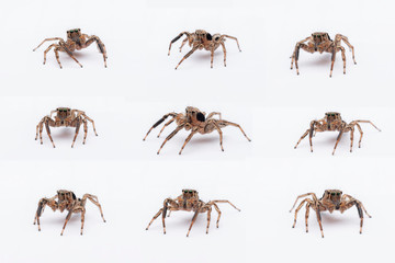 spider on a white background