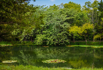 Fototapeta na wymiar Midwestern pond with patches of blooming waterlilies in summer; trees reflecting in calm water 
