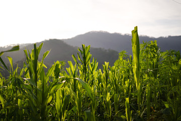 Corn field in clear day, corn tree with blue cloudy Sky at sunset.