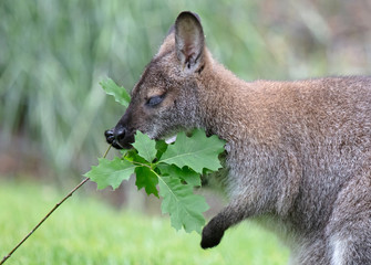 Red-necked Wallaby - Macropus rufogriseus © michaklootwijk