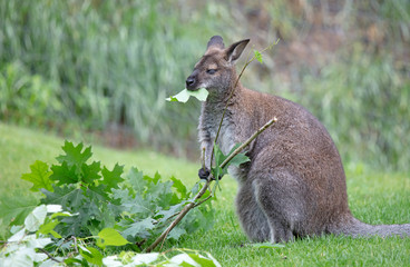 Red-necked Wallaby - Macropus rufogriseus