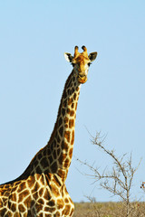 Neugierige Giraffe im Krüger-Nationalpark in Südafrika
