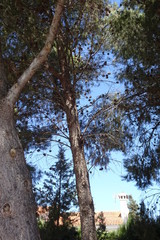 Pine Tree Forest with Blue Sky
