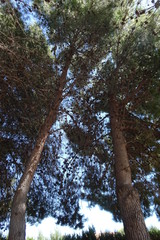 Obraz premium Pine Tree Forest with Blue Sky