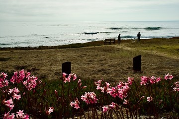 a man, a woman, and their dog walk along the pacific coast, with jersey lilies in the foreground 