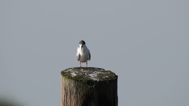 Juvenile Forster's Tern Preening on a Piling