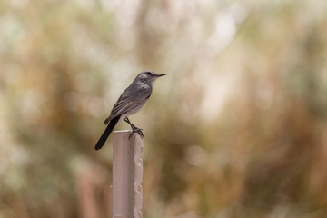 Unknown small gray bird