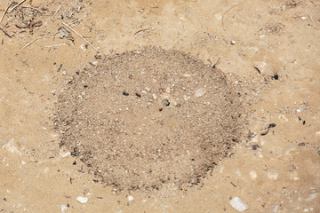 Small round anthill