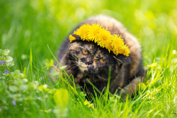 Funny little tortoiseshell kitten in a wreath of dandelion flowers lies on the grass