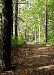 Obraz premium path in the forest