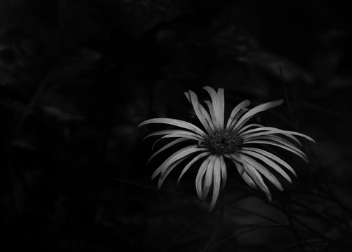 balck and white jerbera flower with dark background