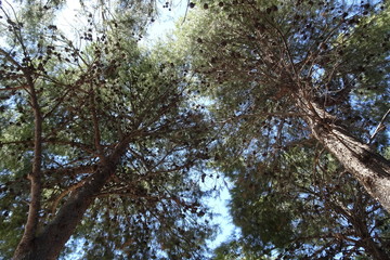 Pine Tree Forest with Blue Sky