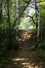Obraz premium path in the forest