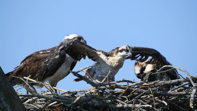 Juvenile Osprey Chick in Nest Strengthening Wings  