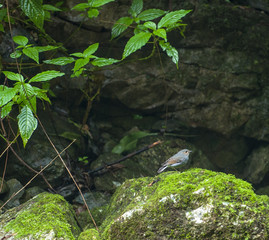 Zhangjiajie Grand Canyon, Hunan, contains mountain streams, silk-like smooth water, birds playing in the water, aquatic plants, ossy stones, cliffs, green trees environment, blue sky and reflection as