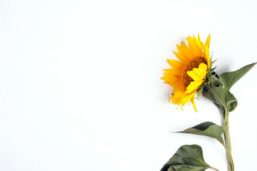 Beautiful sunflower on a  white background. View from above.