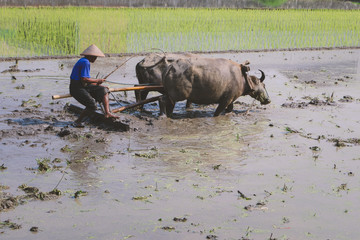 Farmer plowing paddy field with pair oxen or buffalo.