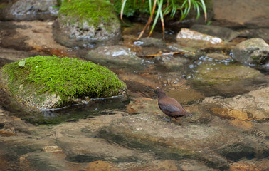 Zhangjiajie Grand Canyon, Hunan, contains mountain streams, silk-like smooth water, birds playing in the water, aquatic plants, ossy stones, cliffs, green trees environment, blue sky and reflection as