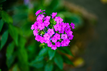 purple flower in the garden