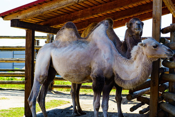 light and dark camels in the zoo
