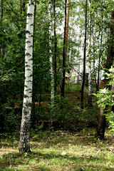 Naklejka premium footpath in the woods