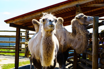 light and dark camels in the zoo