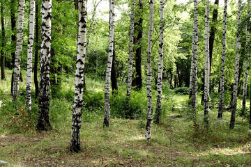 Naklejka premium birch grove in spring