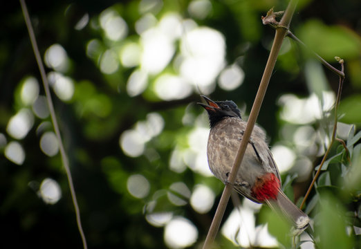 A bulbul sitting on branch shoot with low angle amd bokeh in background
