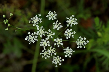flowers in the forest