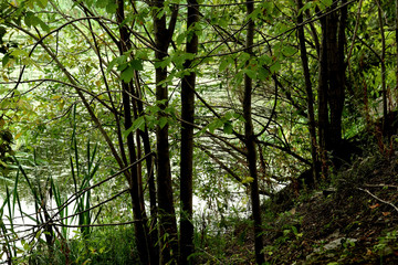 morning in the forest